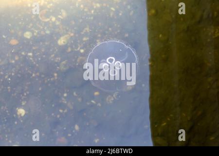 Poole, Dorset, Großbritannien. 30.. April 2022. Moon Jellyfish, Aurelia aurita, gesehen in Poole Park Lake, Poole, Dorset an einem sonnigen Tag. Quelle: Carolyn Jenkins/Alamy Live News Stockfoto