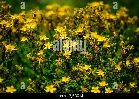 Viele zarte gelbe Blüten der Hypericum perforatum Pflanze, allgemein bekannt als Perforat oder Johanniskraut, in einem Garten an einem sonnigen Frühlingstag Stockfoto