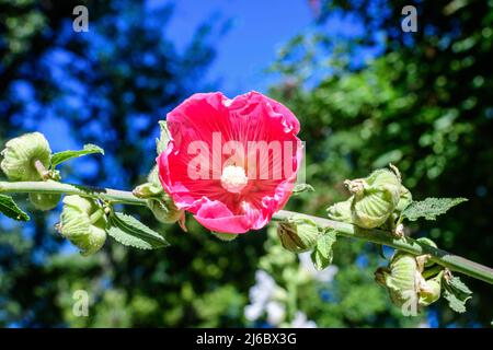 Eine zarte, leuchtend rosa magentafarbene Blume der Althaea officinalis Pflanze, die in einem Garten im britischen Cottage-Stil in einem sonnigen Summe als Sumpfmalbe bekannt ist Stockfoto