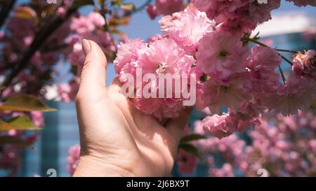 Weibliche Hand berührt Blumen auf einem Sakura-Ast. Schöne japanische Kirschblüte. Stockfoto
