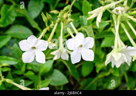 Viele zarte weiße Blüten der Nicotiana alata Pflanze, allgemein bekannt als Jasmintabak, Süßtabak, Geflügeltabak, Tanbaku oder Persischer Tabak, in Stockfoto