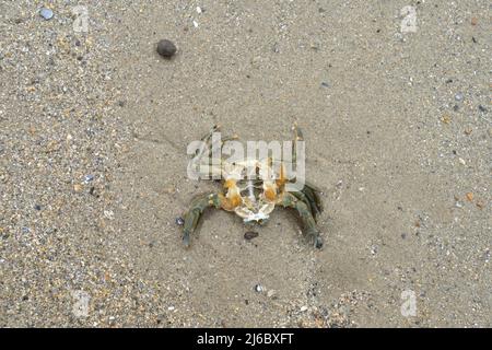 Eine Meereskrabbenmuschel an einem Sandstrand von oben mit Platz für Text. Meeresmotiv. Natürlicher Hintergrund. Draufsicht. Mytilus edulis Stockfoto