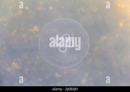 Poole, Dorset, Großbritannien. 30.. April 2022. Moon Jellyfish, Aurelia aurita, gesehen in Poole Park Lake, Poole, Dorset an einem sonnigen Tag. Quelle: Carolyn Jenkins/Alamy Live News Stockfoto