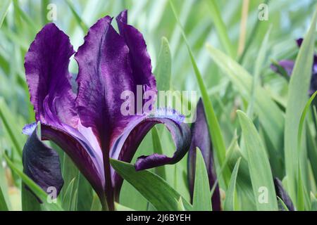 Im Frühling im Garten auf einem verschwommenen Hintergrund hellviolett blühende Iris. Farbenfrohe Pflanzen. Stockfoto