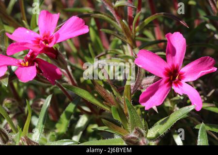 Pink Phlox subulata, Frühlingsblumen. Speicherplatz kopieren. Stockfoto