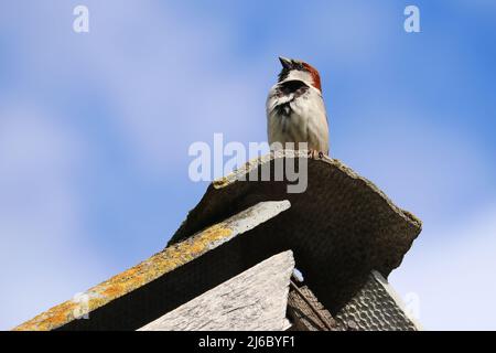Der Sperling sitzt auf dem Dach. Der Sperling blickt zum Himmel. Spatz gegen den blauen Himmel. Stockfoto