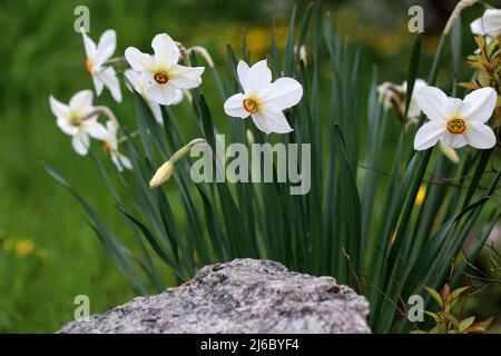 Blühende Narzissen auf verschwommenem Hintergrund. Stein im Vordergrund. Landschaftsgestaltung. Stockfoto