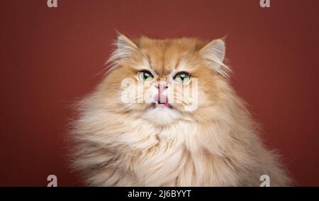 Hungrige flauschige goldene Schale britische Langhaar Kitty leckt Lippen Stockfoto