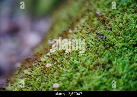 Makroaufnahme einer Moosspore aus der Nähe. Moosstruktur, Moosblüte Stockfoto