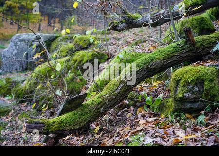 Ein mit Moos bewachsener Baum liegt auf einem Stein im Wald Stockfoto