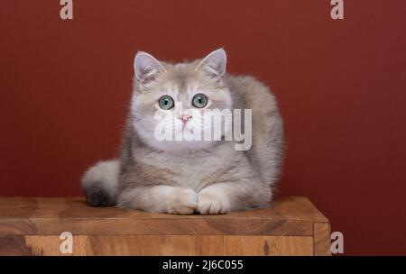 Niedliches blaugoldenes Muschel britisches Kurzhaar-Kätzchen-Portrait, das auf der Vorderseite liegt und auf die Kamera schaut Stockfoto
