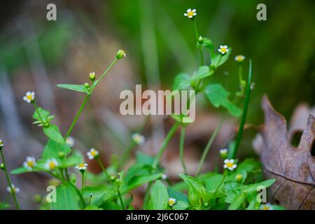 Kleine weiße Blüten wachsen in der Nähe von Steinen Stockfoto