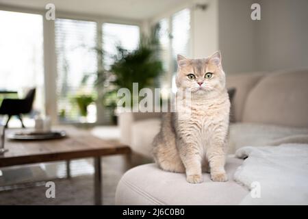 Flauschige britische Kurzhaarkatze sitzt auf dem Sofa im modernen Wohnzimmer Stockfoto