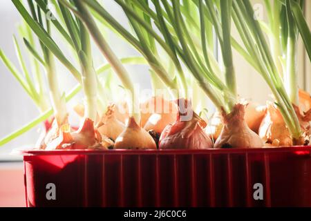 Garten auf Fensterbank. Gesunder Lebensstil, Hausgarten-Konzept. Alternative Verwendung von Kunststoff. Grüne Zwiebeln wachsen in Kunststoffbehälter auf Fensterbank. Stockfoto