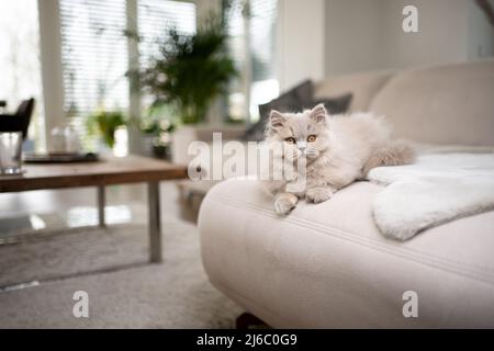 Flauschige britische Langhaarkatze, die auf dem Sofa auf der Vorderseite liegt und die Kamera anschaut Stockfoto