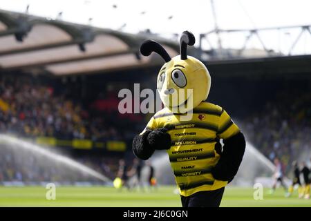 Watford Maskottchen Harry the Hornet vor dem Premier League Spiel in der Vicarage Road, Watford. Bilddatum: Samstag, 30. April 2022. Stockfoto