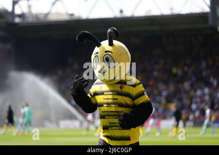 Watford Maskottchen Harry the Hornet vor dem Premier League Spiel in der Vicarage Road, Watford. Bilddatum: Samstag, 30. April 2022. Stockfoto