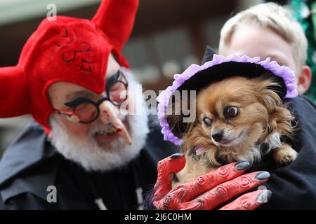 30. April 2022, Sachsen-Anhalt, Wernigerode: Ein kleiner Hund mit Hexenhut wird von einem Mann in Teufelskostüm auf dem Marktplatz gestreichelt. Am Walpurgistag haben sich traditionell Menschen in Hexen- und Teufelskostümen zusammengeschlossen, um das Rathaus in Wernigerode zu stürmen. Im ganzen Harz, zusätzlich, in anderen Regionen und er Nacht zu 1. Mai wird das traditionelle Walpurgisfest gefeiert. Zu den Hochburgen gehören Thale und Schierke am Brocken. Foto: Matthias Bein/dpa Stockfoto