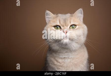 Honey blue golden shaded britische Kurzhaarkatze mit grünen Augen Porträt Stockfoto