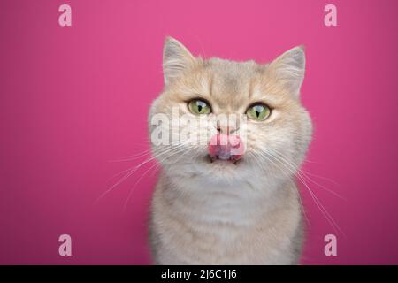 Hungrige Katze leckt Lippen Nahaufnahme Porträt auf rosa Hintergrund Stockfoto