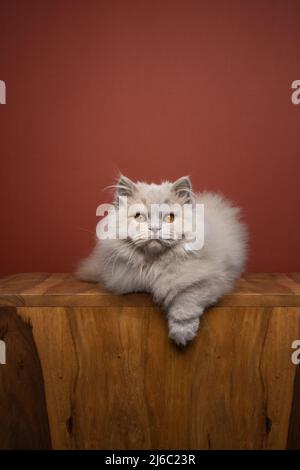 Flauschige Katze, die auf der Vorderseite liegt und bequem auf die Kamera mit Platz für Kopien schaut Stockfoto