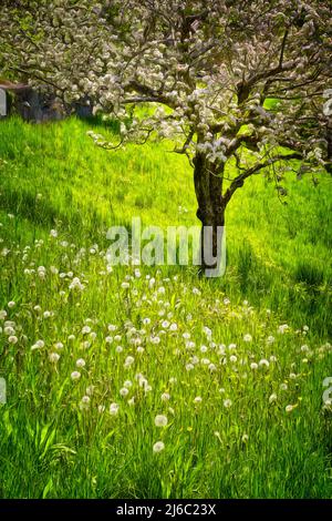 ZEITGENÖSSISCHE KUNST: Kirschblüten im Frühling in Bad Tölz, Bayern, Deutschland Stockfoto