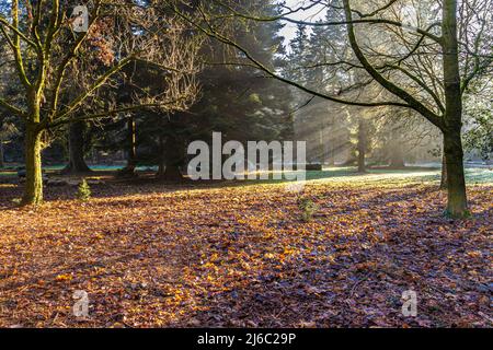 Winter im Forest of Dean - Morgennebel im Cyril Hart Arboretum, Speech House, Gloucestershire, England Stockfoto