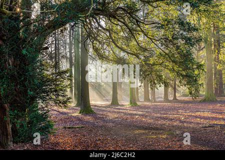 Winter im Forest of Dean - Morgennebel im Cyril Hart Arboretum, Speech House, Gloucestershire, England Stockfoto