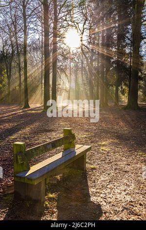 Winter im Forest of Dean - Morgennebel im Cyril Hart Arboretum, Speech House, Gloucestershire, England Stockfoto