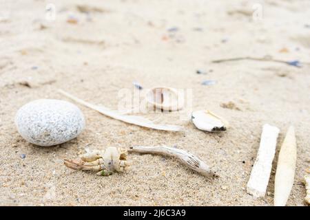 Federkrabbe aus Steinmuschel an einem Sandstrand, von der Seite gesehen, mit Platz für Text. Meeresmotiv. Natürlicher Hintergrund. Draufsicht. Stockfoto