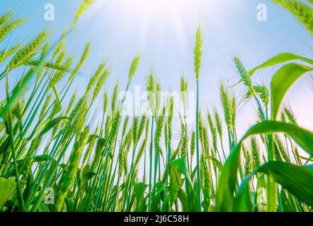 Grüne Weizenpflanzen vor blauem Himmel mit Sonnenlicht, dramatische Perspektive aus dem niedrigen Winkel Stockfoto