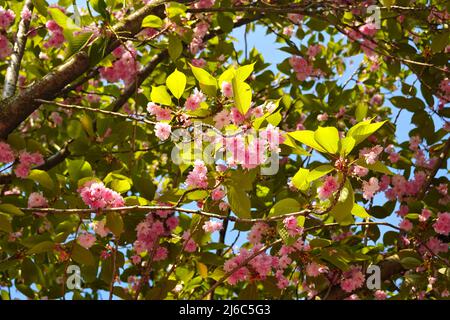 Blühender rosa Kirschblütenbaum im Hintergrund. Stockfoto