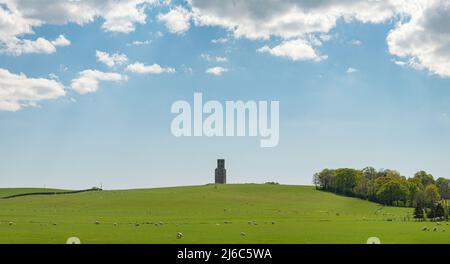 Grünes Feld und Hügel mit Frühlingslämmern und Schafen, die an einem sonnigen Frühlingsmorgen zum Horton Tower führen Stockfoto