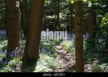 Henley-upon-Thames, Oxfordshire. 30.. April 2022. An einem warmen, sonnigen und warmen Tag in Henley-upon-Thames an diesem Wochenende an den Feiertagen im Mai sind die Teppichböden mit hübschen Blauen bedeckt. Quelle: Maureen McLean/Alamy Live News Stockfoto