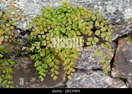 Maidenhair-Farnlaub (Adiantum capillus-veneris) Stockfoto