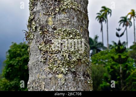 Flechten auf Palmenstamm im tropischen Regenwald Stockfoto