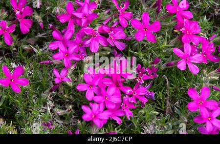 Phlox Douglasii 'Crackerjack' Stockfoto