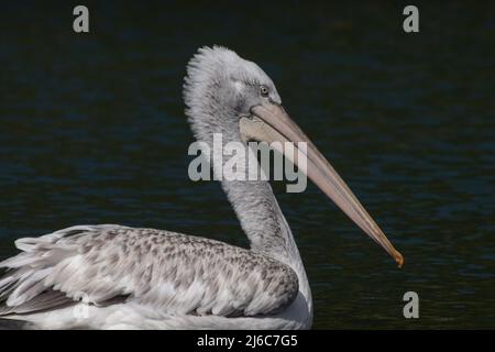 Seitenansicht eines Pelikans, West Sussex, Großbritannien Stockfoto