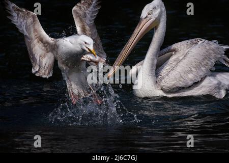 Möwen fallen herunter, um einen Fisch aus einem Pelikan, West Sussex, Großbritannien, zu stehlen Stockfoto