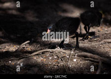 Moorhühner auf der Suche nach Nahrung in West Sussex, Großbritannien Stockfoto