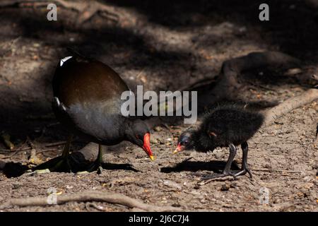 Babymoorhen mit erwachsenen Moorhen auf der Suche nach Nahrung in West Sussex, Großbritannien Stockfoto