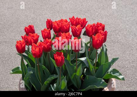 Tulipa „Couleur Cardinal Stockfoto