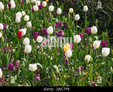 Gemischtes Bett aus späten Tulpen Angel's Wish und Greuze Stockfoto