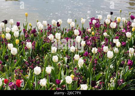 Gemischtes Bett aus späten Tulpen Angel's Wish und Greuze Stockfoto