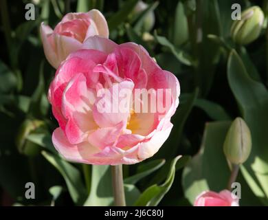 Tulipa „Angélique“ Stockfoto