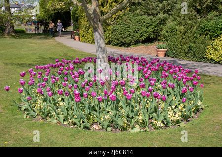 Das Bett des tulipa-Louvre und gelbe Wandblumen um den Fuß eines kleinen Baumes in den Burnby Hall Gardens Stockfoto