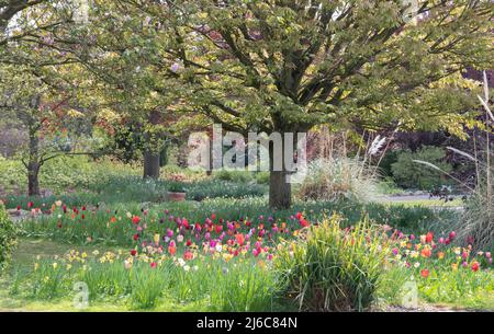 Burnby Hall Gardens mischte Tulpen im Gras Stockfoto