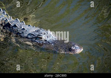 Ochopee, Florida. American Alligator, Alligator mississippiensis. Nahaufnahme des Kopfes eines Alligators, der in einem Sumpf in den everglades schwimmt. Stockfoto