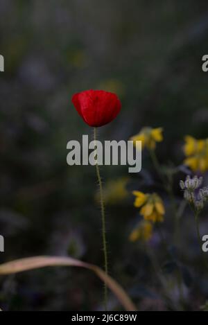 Anemone coronaria die im Frühjahr blühende Mohn-Anemone-Spanischer Ringelblume Stockfoto