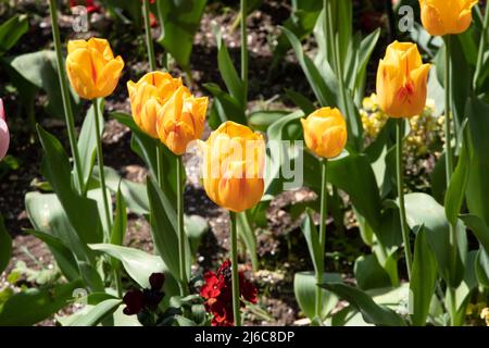 Tulpe "Olympische Flamme" Stockfoto